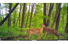Deer in Van Buren County, Michigan farmland - LAND AUCTION - 194+/- ACRES OFFERED IN 5 TRACTS IN VAN BUREN COUNTY, MICHIGAN